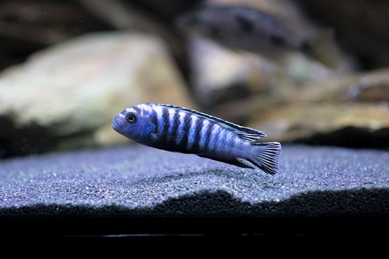 Cynotilapia zebroides Cobwe