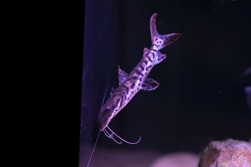 Botia macracanta